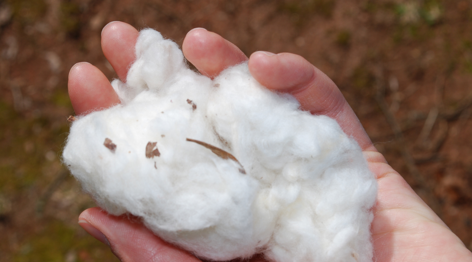 Cotton yarn - Plant-based fibers series Part I
