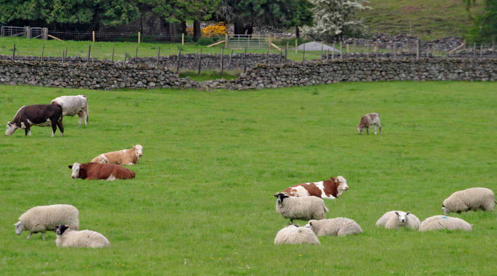 Sheep and cattle