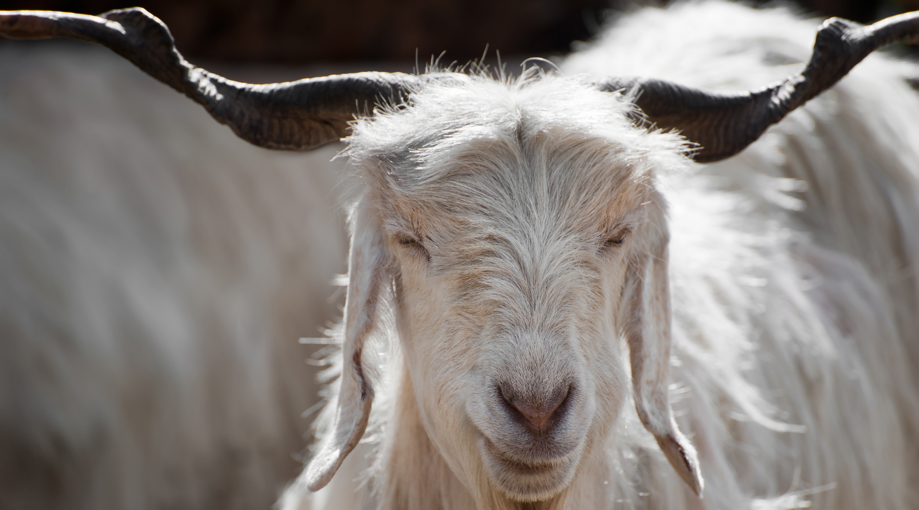 What's so special about Cashmere?