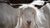 What's so special about Cashmere?