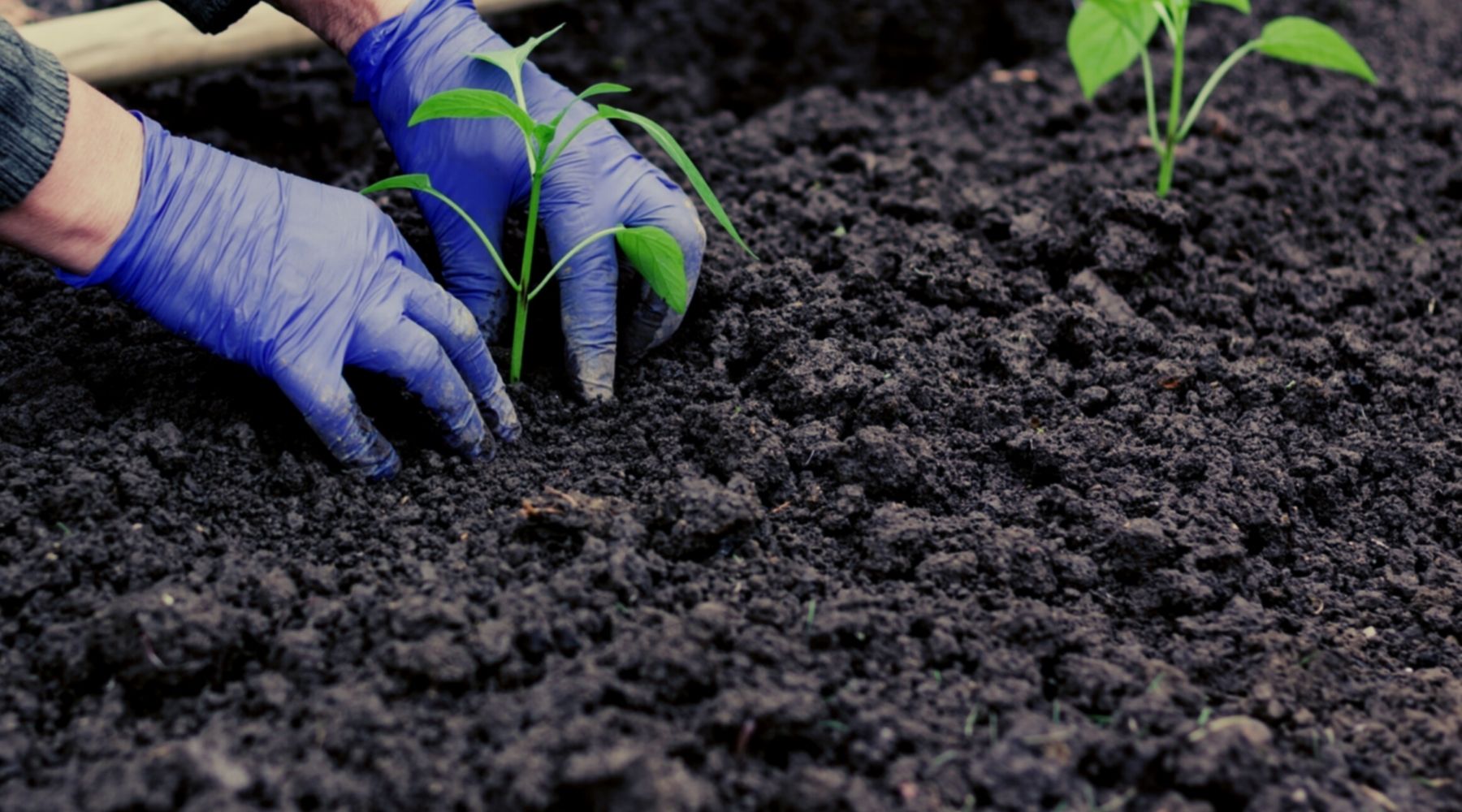 Nurturing the seeds with knitting