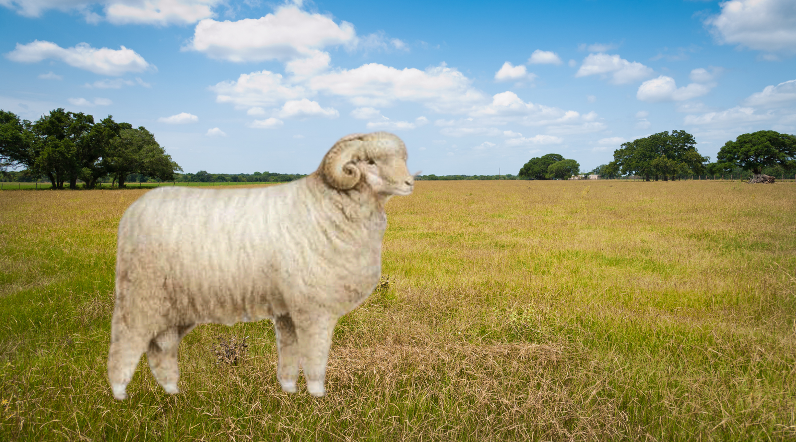 Rambouillet - Merino's sporty French Cousin