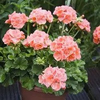Liberty Bouquet Geranium Kit (XL and 2XL)