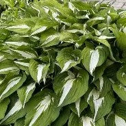 Liberty Bouquet - Hosta Kit (XL and 2XL)